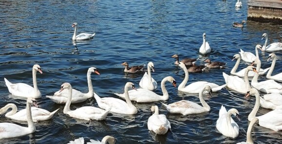 Broads Wroxham