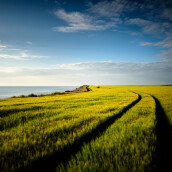 Barley field at happisburgh coast