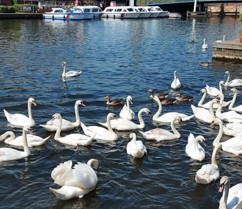 Broads Wroxham